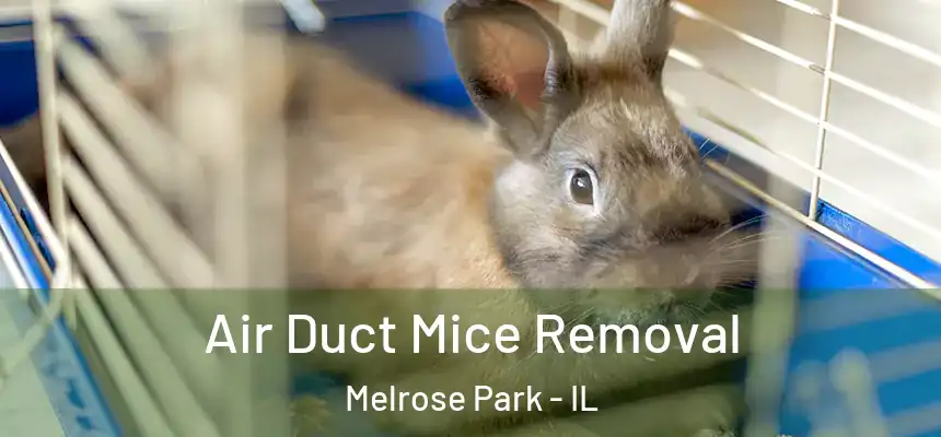  Air Duct Mice Removal Melrose Park - IL